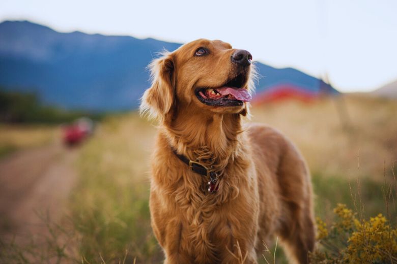 5 Things That Make Our Pet-Friendly Cabins in Pigeon Forge TN Extra Special